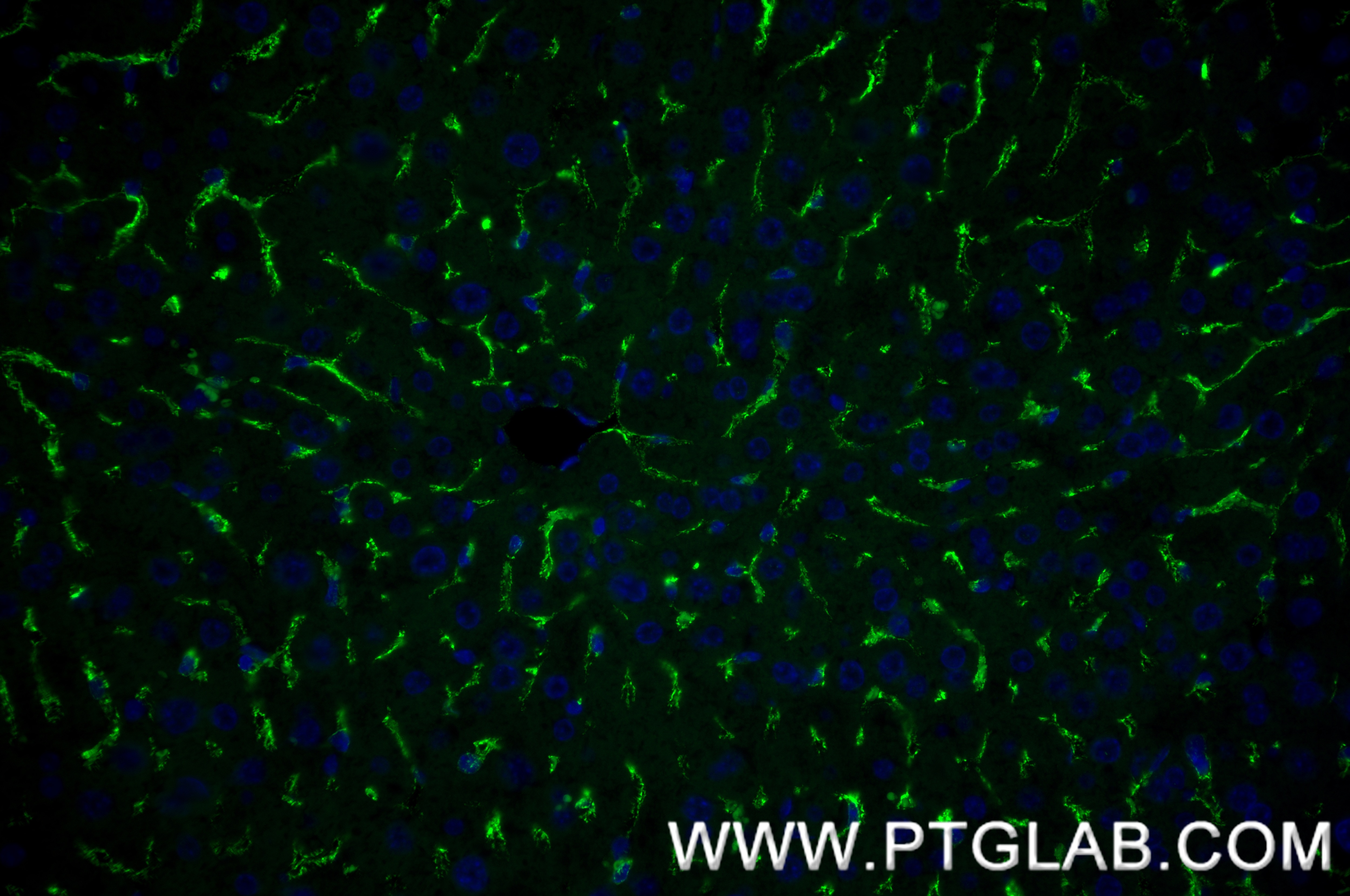 IF Staining of mouse liver using 83485-1-RR Immunofluorescence (IF) / fluorescent staining of mouse liver tissue using CD206 Recombinant monoclonal antibody (83485-1-RR)