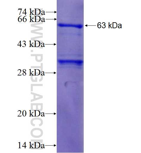 CD207 fusion protein Ag2479 SDS-PAGE