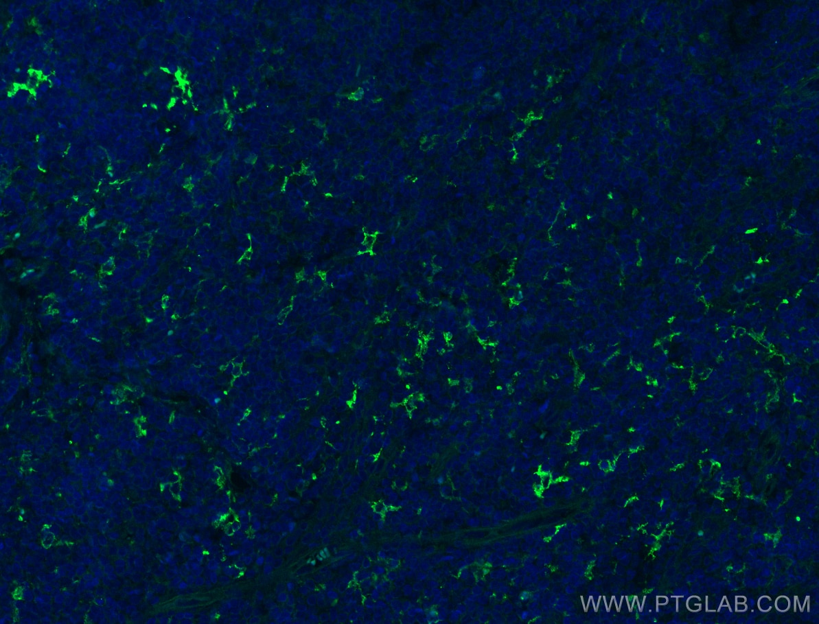 Immunofluorescence (IF) / fluorescent staining of human tonsillitis tissue using CD209 Polyclonal antibody (25404-1-AP)