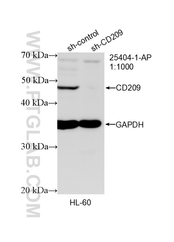 Western Blot (WB) analysis of HL-60 cells using CD209 Polyclonal antibody (25404-1-AP)