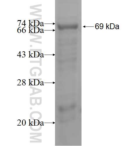 CD209 fusion protein Ag5954 SDS-PAGE