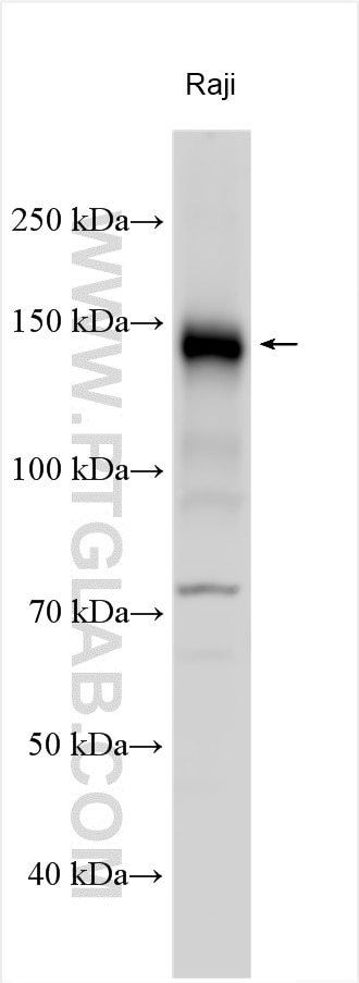 WB analysis using 24374-1-AP