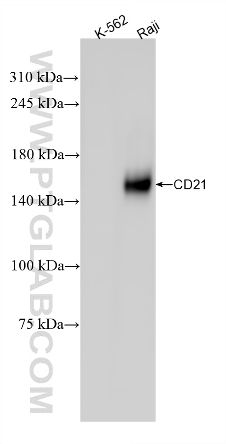 Raji cells were subjected to SDS PAGE followed by western blot with 87097-1-RR (CR2 antibody) at dilution of 1:2000 incubated at room temperature for 1.5 hours. This data was developed using the same antibody clone with 87097-1-PBS in a different storage buffer formulation. Western Blot (WB) analysis of Raji cells using CD21 Recombinant monoclonal antibody (87097-1-RR)