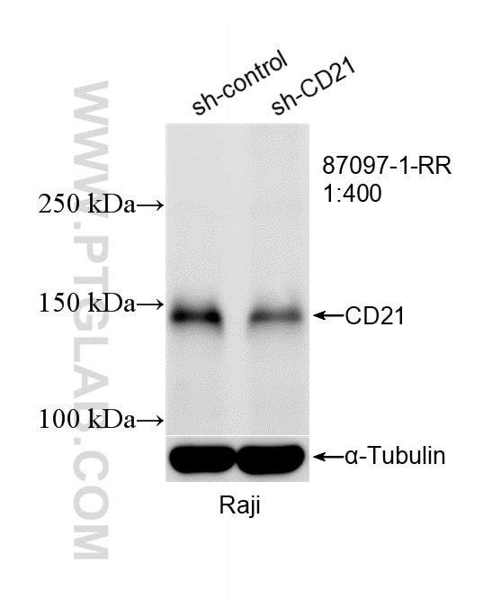 Western Blot (WB) analysis of Raji cells using CD21 Recombinant monoclonal antibody (87097-1-RR)