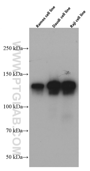 Western Blot (WB) analysis of Ramos cells using CD22 Monoclonal antibody (66103-1-Ig)