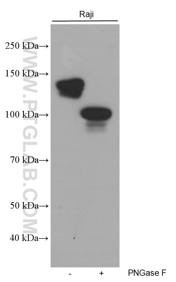 Western Blot (WB) analysis of Raji cells using CD22 Monoclonal antibody (66103-1-Ig)