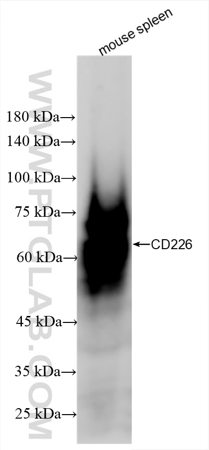 Western Blot (WB) analysis of various lysates using CD226 Recombinant antibody (86025-1-RR)