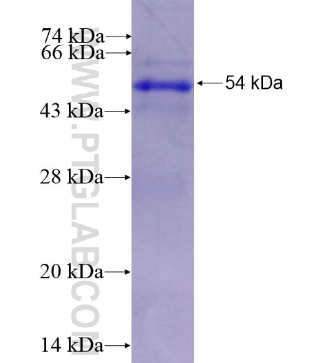 CD226 fusion protein Ag12206 SDS-PAGE