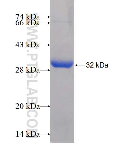 CD226 fusion protein Ag12403 SDS-PAGE