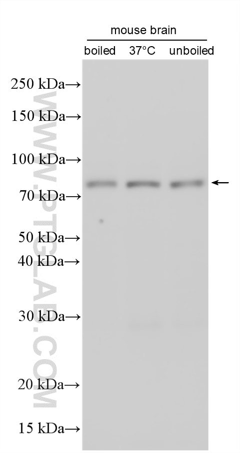WB analysis using 33666-1-AP Western Blot (WB) analysis of various lysates using CD228/MFI2 Polyclonal antibody (33666-1-AP)