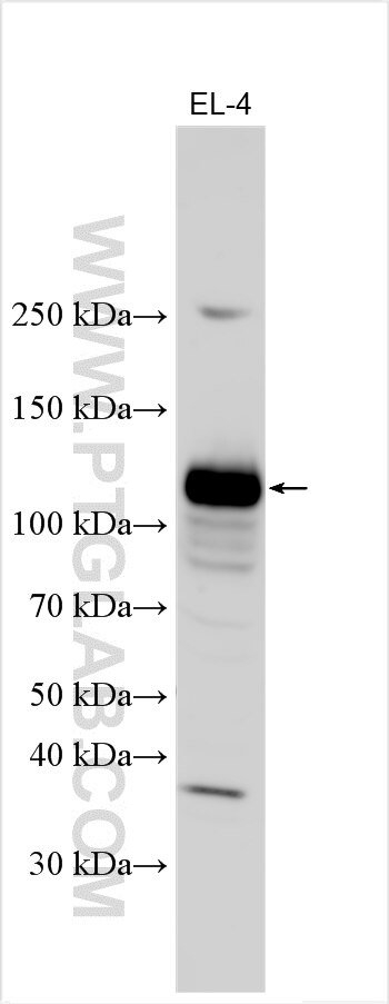 Western Blot (WB) analysis of various lysates using CD229/SLAMF3 Polyclonal antibody (32666-1-AP)