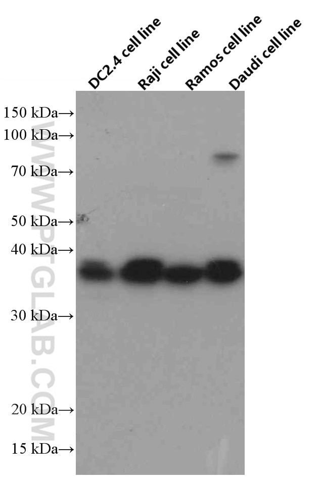 Western Blot (WB) analysis of DC2.4 cells using CD23 Monoclonal antibody (60208-1-Ig)