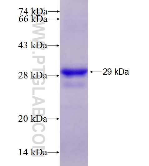CD23,FCER2 fusion protein Ag28035 SDS-PAGE