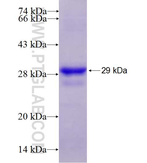 CD23,FCER2 fusion protein Ag28035 SDS-PAGE