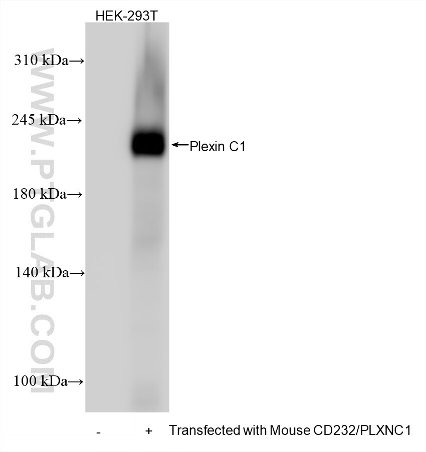 Western Blot (WB) analysis of various lysates using CD232/PLXNC1 Recombinant monoclonal antibody (87759-2-RR)
