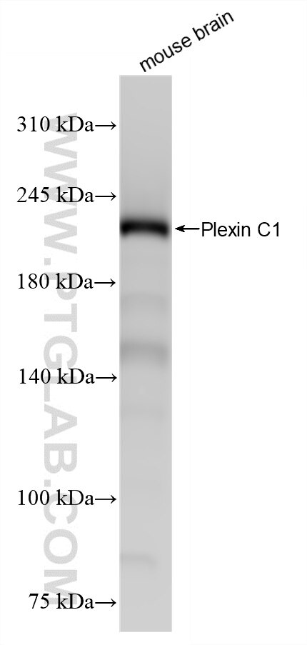 Western Blot (WB) analysis of mouse brain tissue using CD232/PLXNC1 Recombinant monoclonal antibody (87759-3-RR)