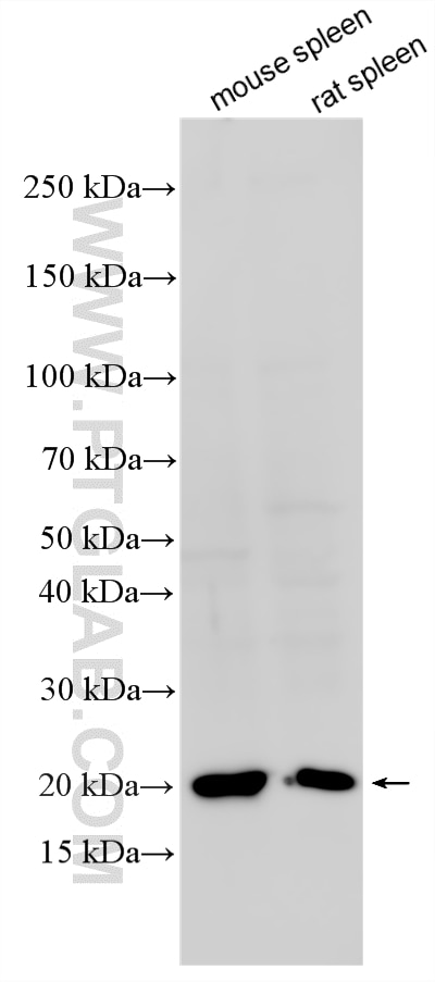 Western Blot (WB) analysis of various lysates using DARC Polyclonal antibody (55185-1-AP)