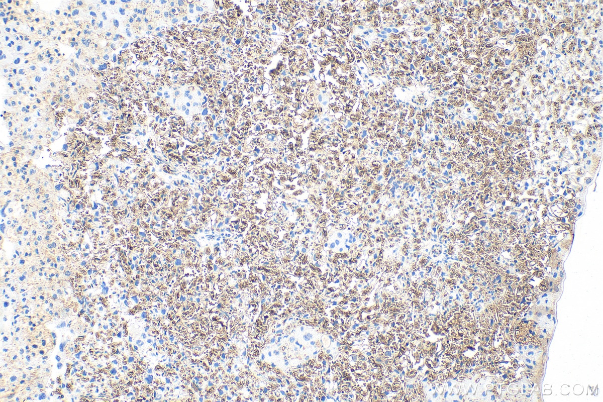 Immunohistochemistry (IHC) staining of mouse placenta tissue using CD235a Polyclonal antibody (30864-1-AP)