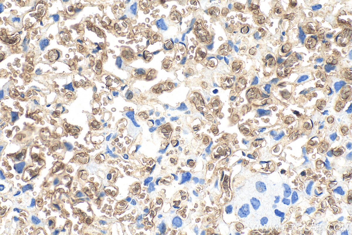 Immunohistochemistry (IHC) staining of mouse placenta tissue using CD235a Polyclonal antibody (30864-1-AP)