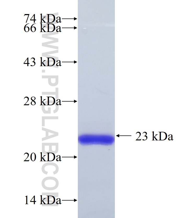 CD235a fusion protein Ag33324 SDS-PAGE