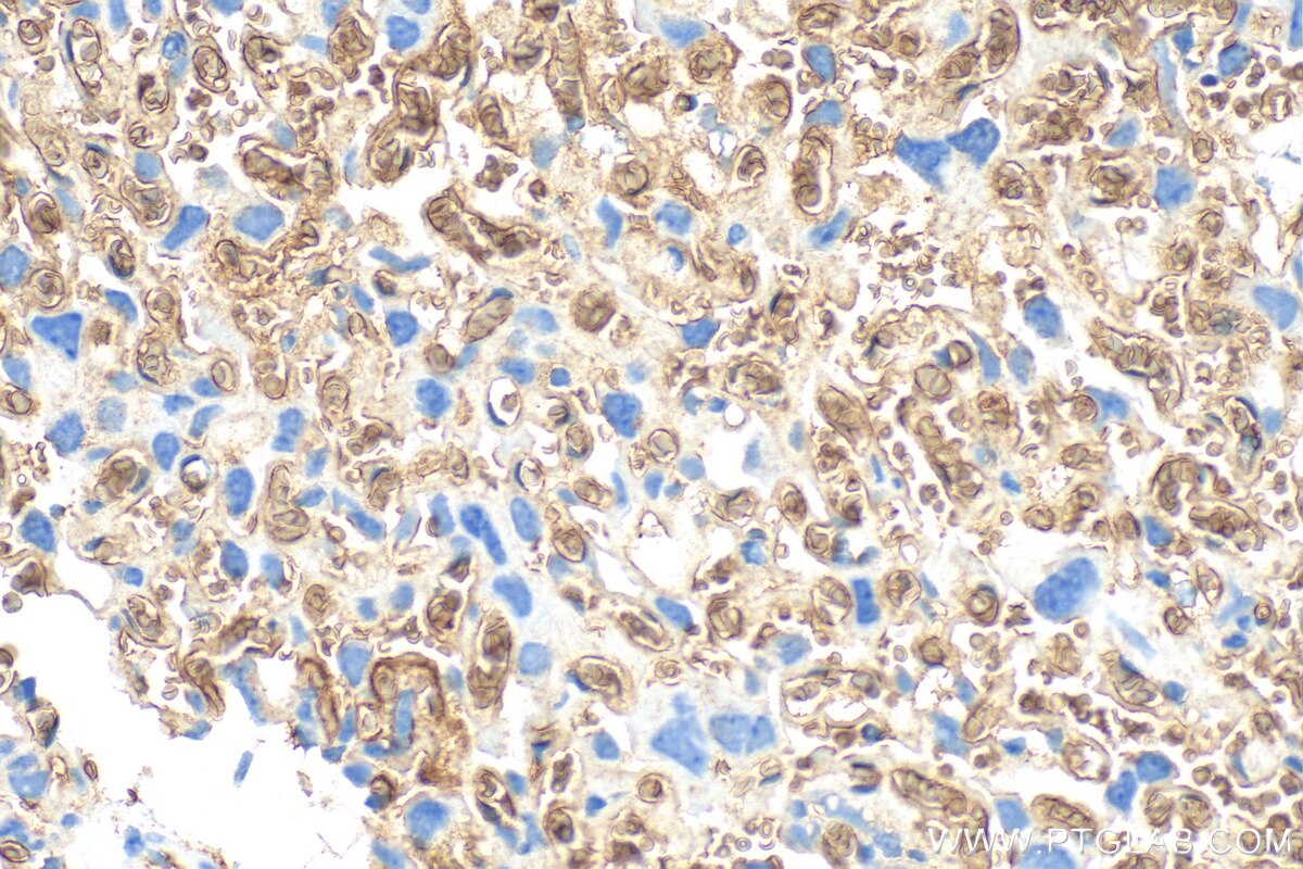 CD235a/Glycophorin A