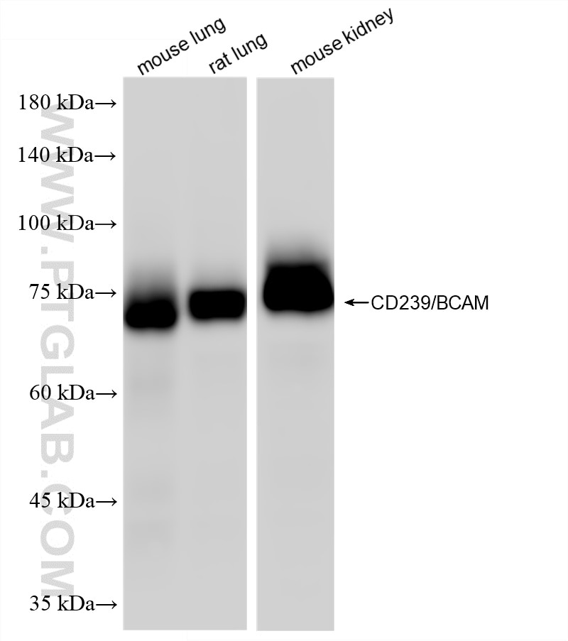 Various lysates were subjected to SDS PAGE followed by western blot with 87430-1-RR (CD239/BCAM antibody) at dilution of 1:10000 incubated at room temperature for 1.5 hours. Western Blot (WB) analysis of various lysates using CD239/BCAM Recombinant monoclonal antibody (87430-1-RR)