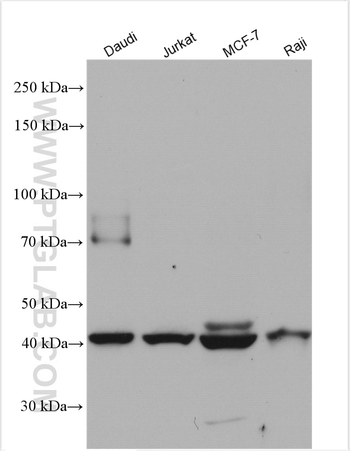 Western Blot (WB) analysis of various lysates using CD24 Polyclonal antibody (10600-1-AP)