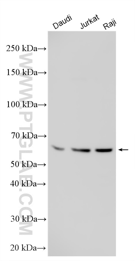 WB analysis using 10600-1-AP Western Blot (WB) analysis of various lysates using CD24 Polyclonal antibody (10600-1-AP)