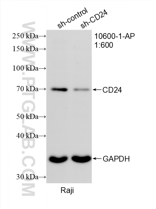 WB analysis of Raji using 10600-1-AP Western Blot (WB) analysis of Raji cells using CD24 Polyclonal antibody (10600-1-AP)