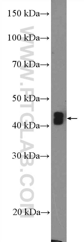 Western Blot (WB) analysis of MCF-7 cells using CD24 Polyclonal antibody (18330-1-AP)