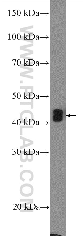 WB analysis of MCF-7 using 18330-1-AP