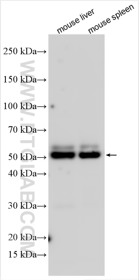 Western Blot (WB) analysis of various lysates using CD24 Polyclonal antibody (32150-1-AP)