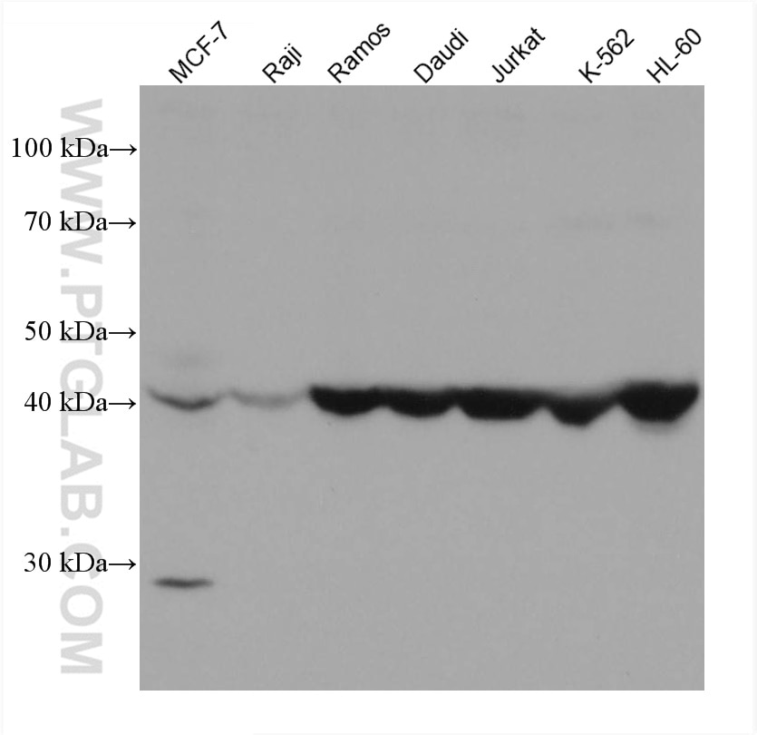 Western Blot (WB) analysis of various lysates using CD24 Monoclonal antibody (67627-1-Ig)