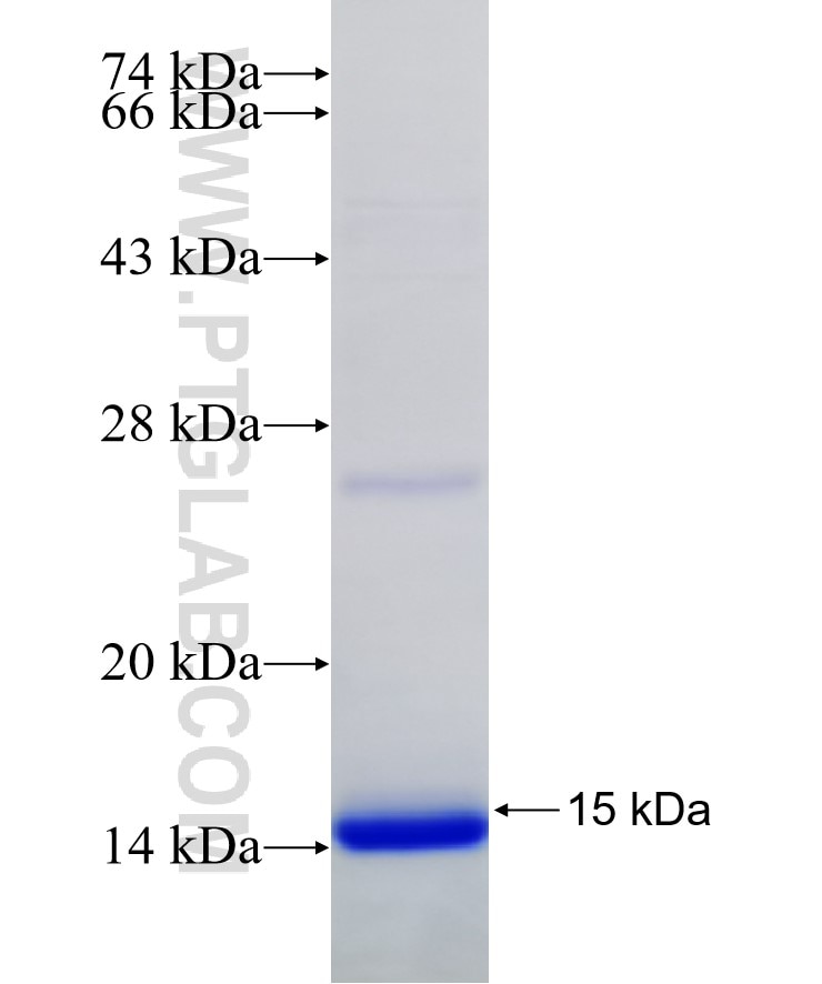 CD24 fusion protein Ag11679 SDS-PAGE