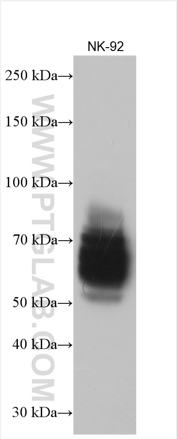 Western Blot (WB) analysis of NK-92 cells using CD244 Polyclonal antibody (16677-1-AP)