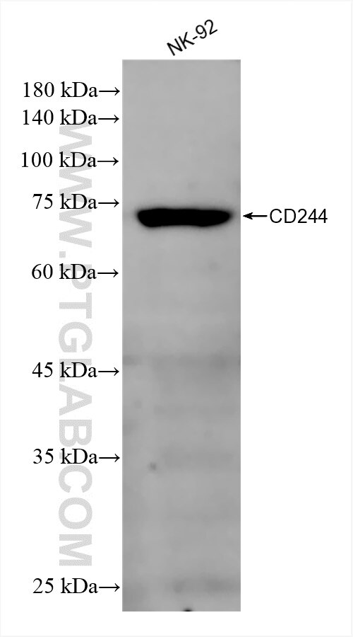 Western Blot (WB) analysis of various lysates using CD244 Recombinant antibody (84086-1-RR)