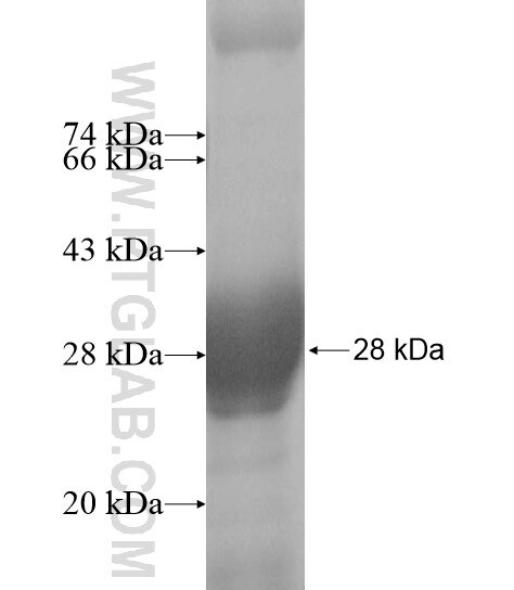 CD244 fusion protein Ag10620 SDS-PAGE