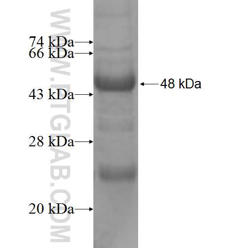 CD244 fusion protein Ag9860 SDS-PAGE