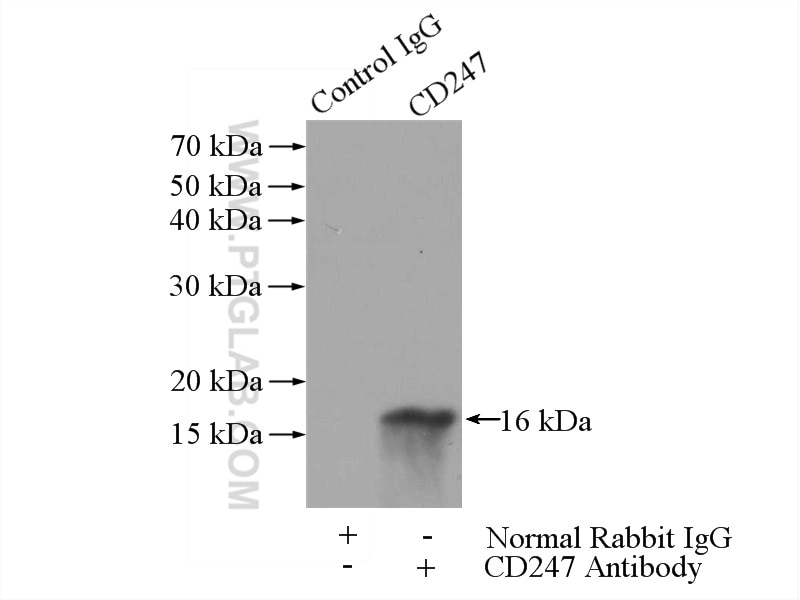 Immunoprecipitation (IP) experiment of Jurkat cells using CD247 Polyclonal antibody (12837-2-AP)