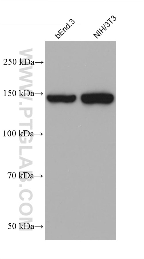WB analysis using 60170-1-Ig
