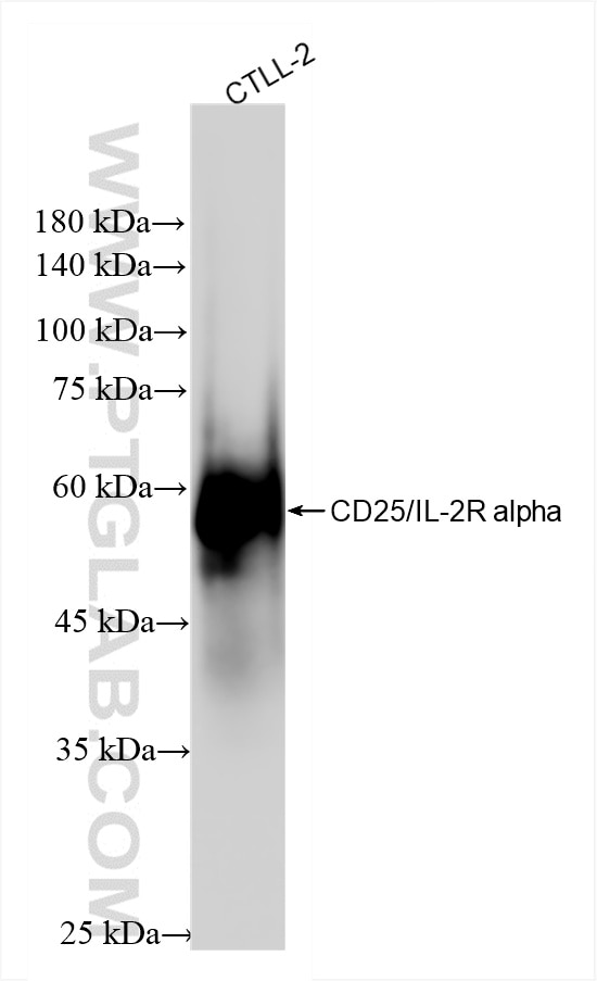 Western Blot (WB) analysis of various lysates using CD25/IL-2R alpha Recombinant antibody (86213-1-RR)