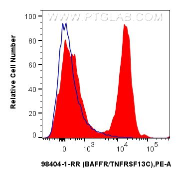 CD268/BAFF-R antibody (98404-1-RR) | Proteintech