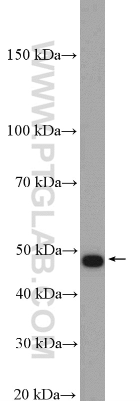 Western Blot (WB) analysis of Raji cells using CD27 Polyclonal antibody (11121-1-AP)