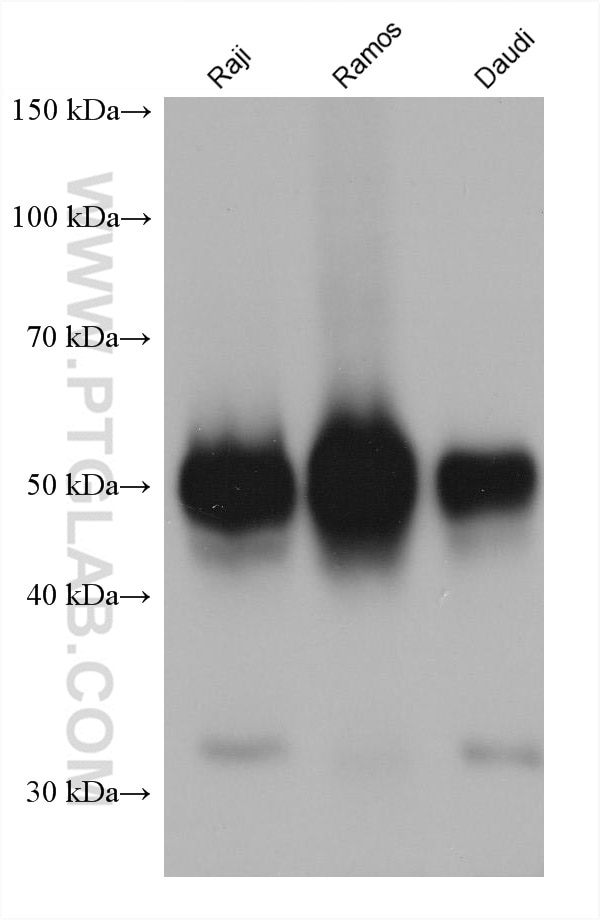 Western Blot (WB) analysis of various lysates using CD27 Monoclonal antibody (66308-1-Ig)