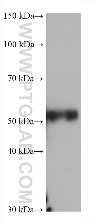 Western Blot (WB) analysis of pig spleen tissue using CD27 Monoclonal antibody (66308-1-Ig)