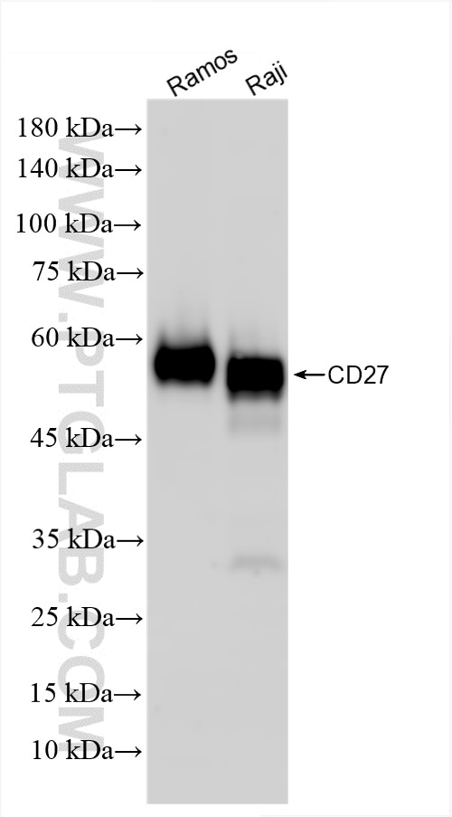 Western Blot (WB) analysis of various lysates using CD27 Recombinant antibody (85066-5-RR)