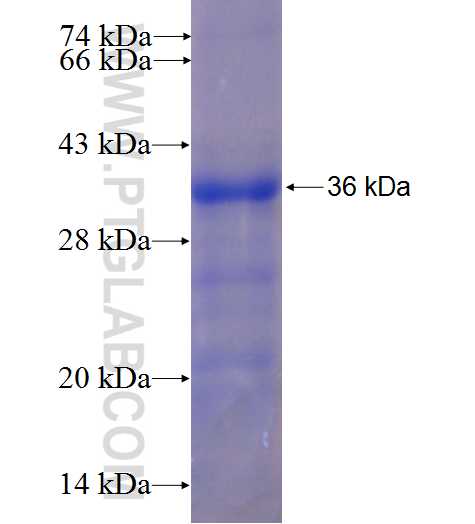 CD27 fusion protein Ag24537 SDS-PAGE