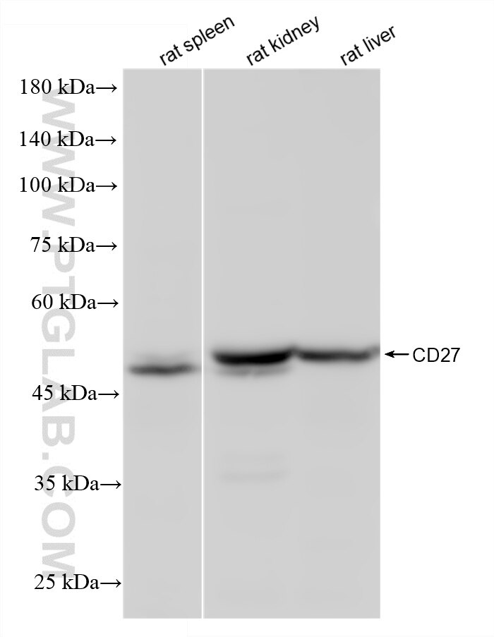 Western Blot (WB) analysis of various lysates using CD27/TNFRSF7 Recombinant monoclonal antibody (87691-3-RR)