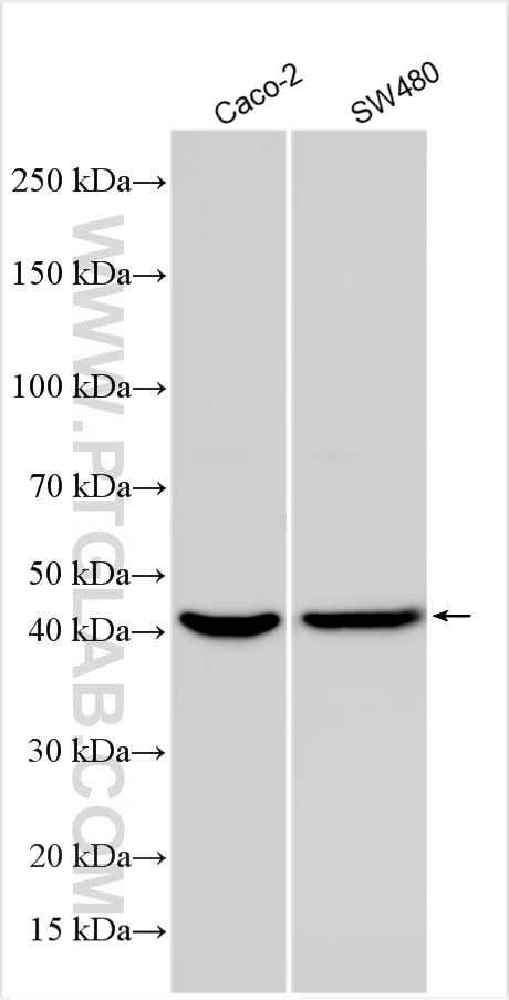 Western Blot (WB) analysis of various lysates using CD272/BTLA Polyclonal antibody (29233-1-AP)