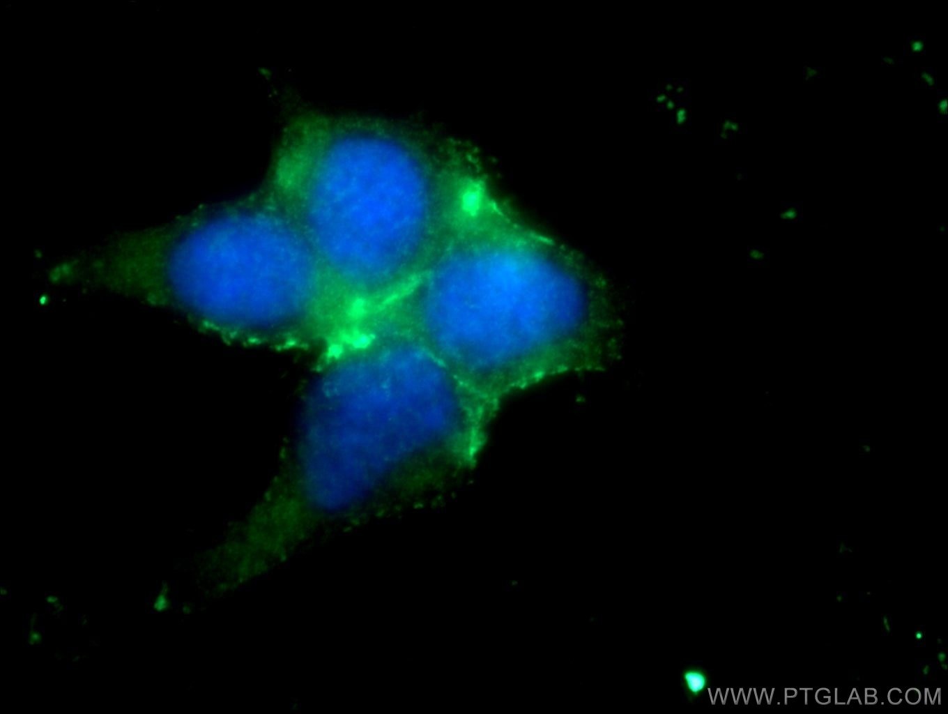 Immunofluorescence (IF) / fluorescent staining of HEK-293 cells using PD-L1/CD274 Polyclonal antibody (17952-1-AP)